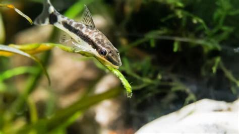 Full Otocinclus Care Guide for Beginners .